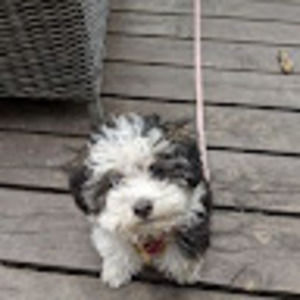 Meet your Posher, Daniele